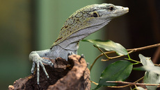 Reisinger´s Baumwaran_3.jpg